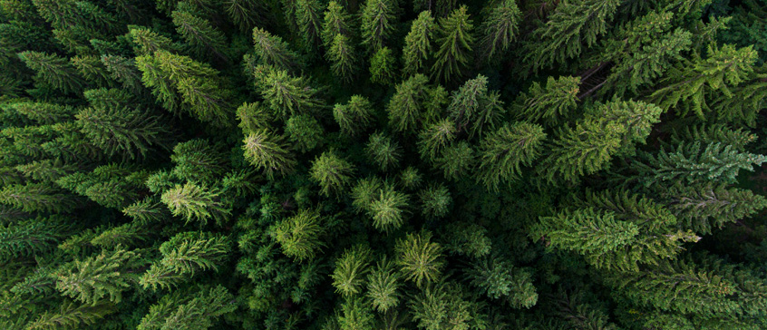 Aerial view on green pine forest