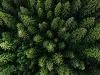 Aerial view on green pine forest