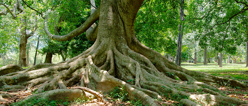 Tree with deep roots. 