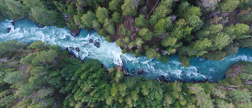 Drone view of the Cheakamus river. White water coursing through a winding river channel nestled between lush evergreen forest.