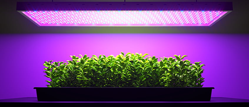 A rectangular tray of vibrant green seedlings thrives under the bright, purple-pink glow of an overhead LED grow light, demonstrating indoor plant cultivation.
