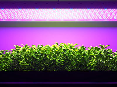 A rectangular tray of vibrant green seedlings thrives under the bright, purple-pink glow of an overhead LED grow light, demonstrating indoor plant cultivation.