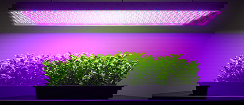 A rectangular tray of vibrant green seedlings thrives under the bright, purple-pink glow of an overhead LED grow light, demonstrating indoor plant cultivation.