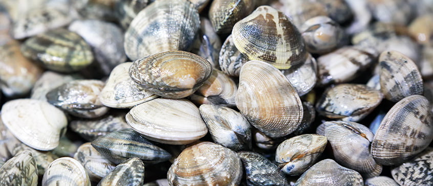 Close-up of a pile of fresh clams with varied shells in shades of gray, brown, and cream, representing traditional clam gardens and coastal food heritage.