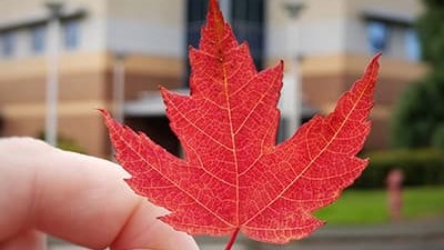 a hand holding a small maple leaf with the UVic Continuing Studies building out of focus in the background.