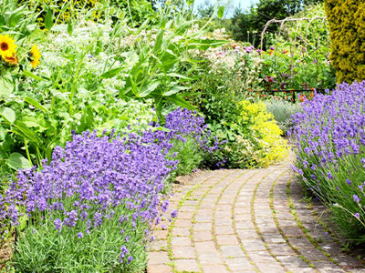 Purple Flowering Lavender Bushes (Lavandula) by the side of a Brick Footpath and Sunflowers (Helianthus) in a Country Cottage Garden in Devon, England, UK
