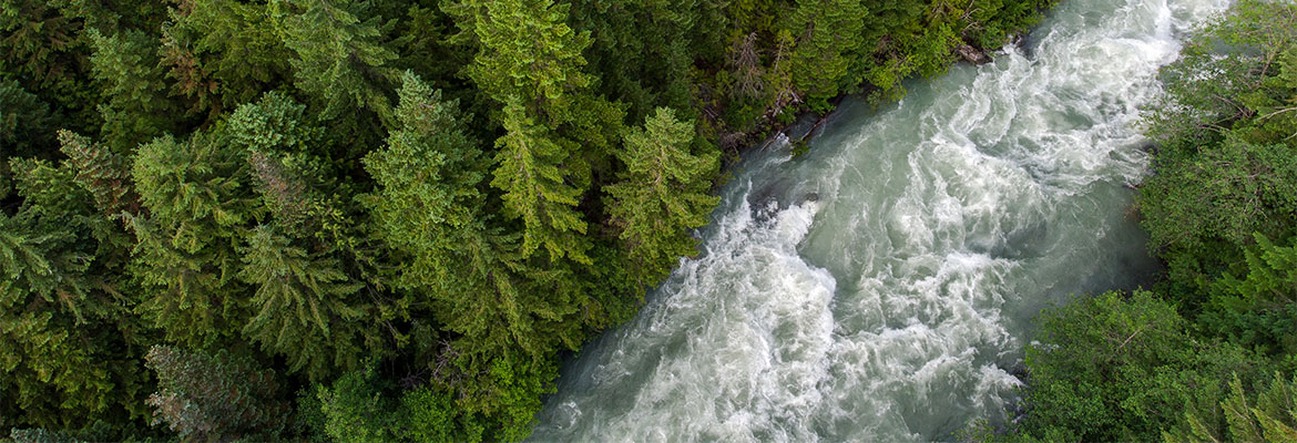 Aerial view of a lush green coastal forest and the Cheakamus River in Whistler, British Columbia.