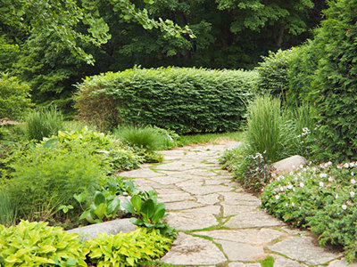 Photo of a garden.