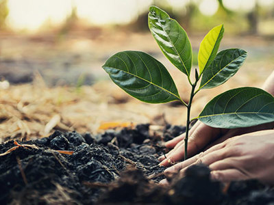 2 hands pushing down earth around a newly planted sapling. 