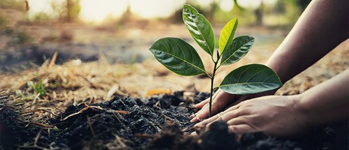 2 hands pushing down earth around a newly planted sapling.