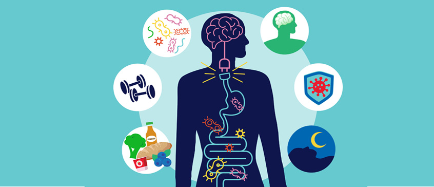 illustration of a Brain Gut Connection 