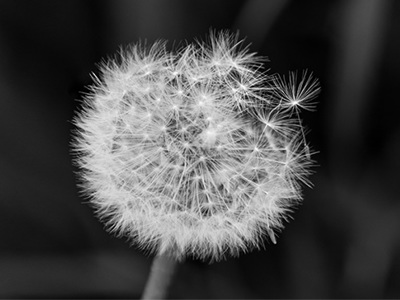 Dandelion on a black background. 