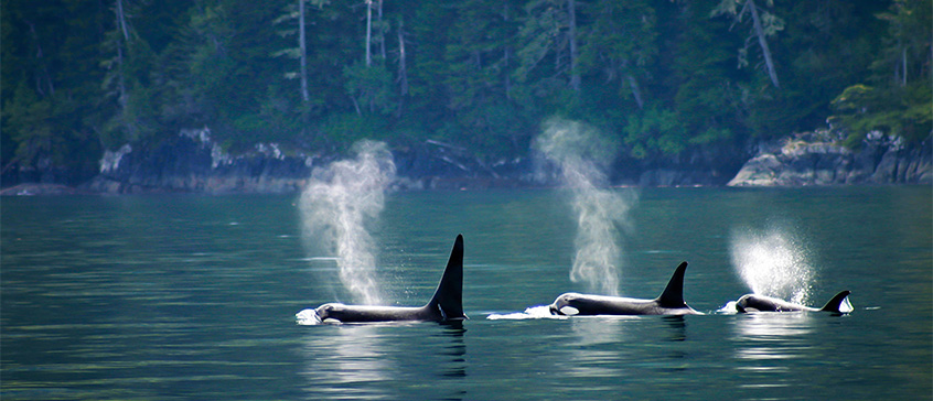 Photo of 3 orcas swimming by the coastline.