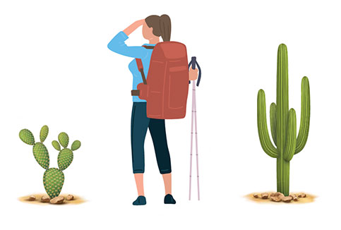 Illustration of hiker in between two cacti.