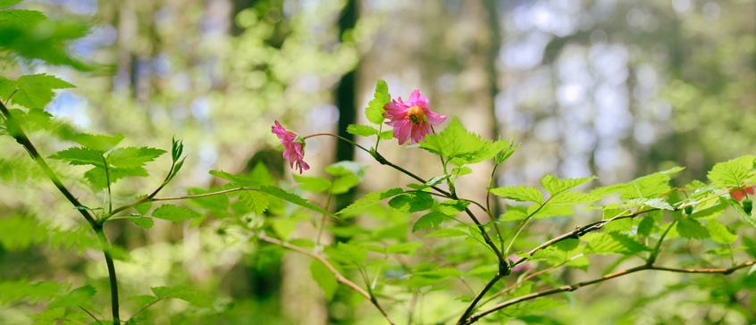 Salmonberry plant