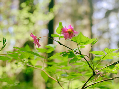 Salmonberry plant