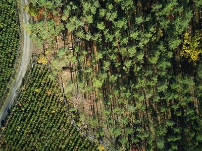 Aerial view of a forest landscape showing a mix of dense green trees and open areas with a winding dirt road, illustrating ecological restoration and land management practices.