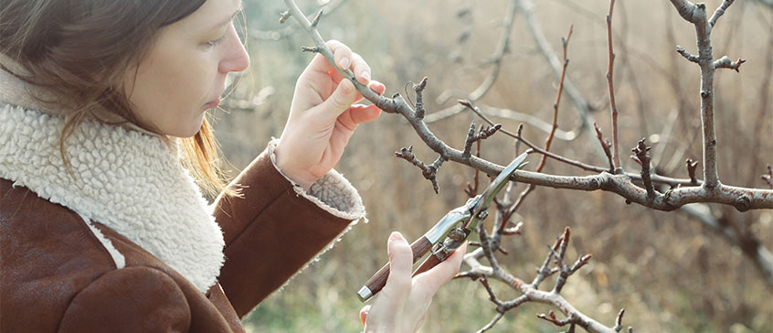 Woman in winter pruning a tree.