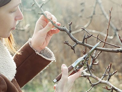Woman in winter pruning a tree.