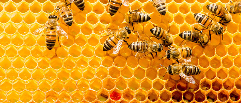 Photo of bees on a honeycomb