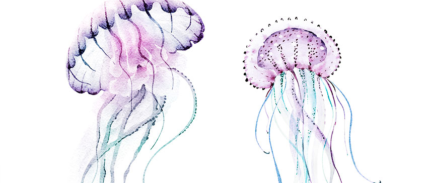 Watercolour painting of jellyfish