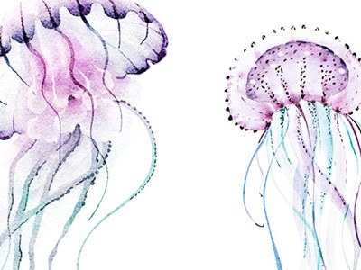 Watercolour painting of jellyfish