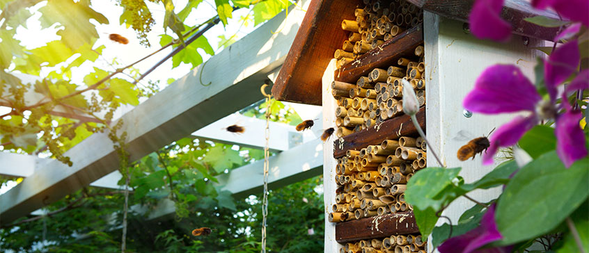 Photo of mason bee nest. 