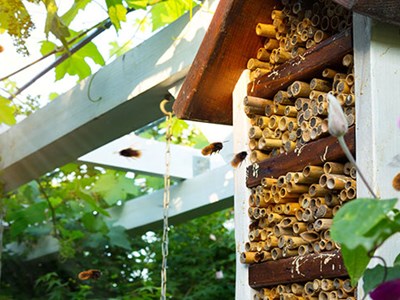 Photo of mason bee nest. 