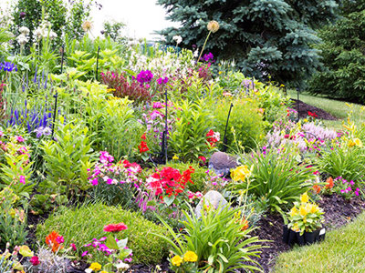Photo of a garden.