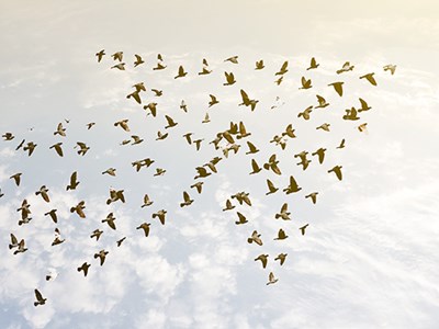Photo of birds flying in arrow formation