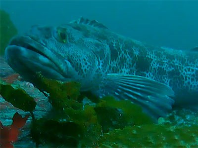 Photo of a lingcod